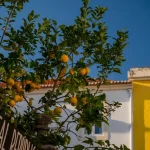 Where to Eat in Coimbra: Your Guide to Best Restaurants, Cafes & Local Dishes